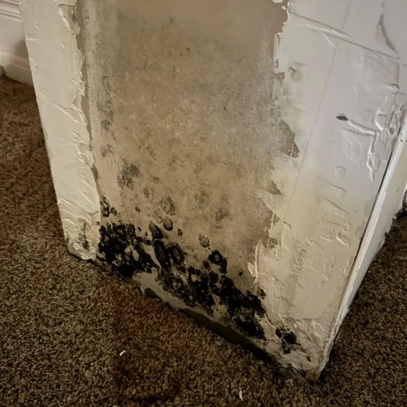 Professional Mold Removal in Shawneetown, IL